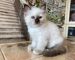 Кошки в Москве: Котенок Патрик МАРИТАНА КЭТ Мальчик, Бесплатно - фото 2