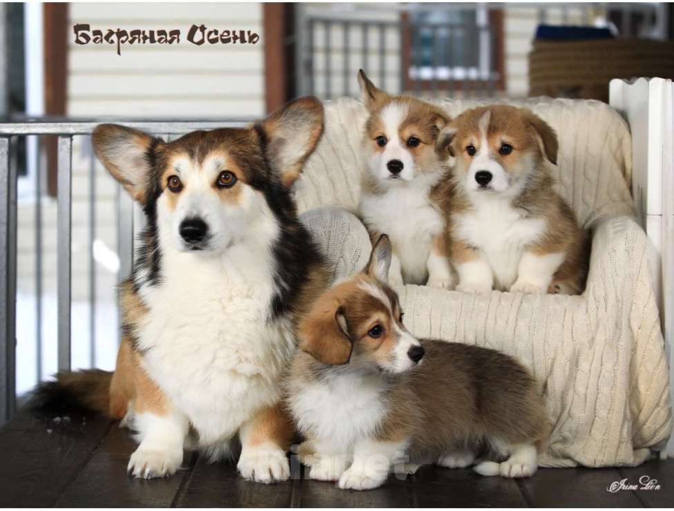 Собаки в других городах Московской области: Продается щенок вельш корги пемброк Мальчик, 80 000 руб. - фото 2