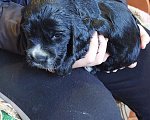 Собаки в Ржеве: Красавчик Мальчик, 40 000 руб. - фото 2