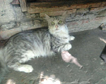 Кошки в Малмыже: Кошки, 50 руб. - фото 2