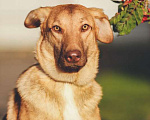Собаки в Москве: Розовоносый небольшой метис лабрадора Вишня в дар Девочка, Бесплатно - фото 4