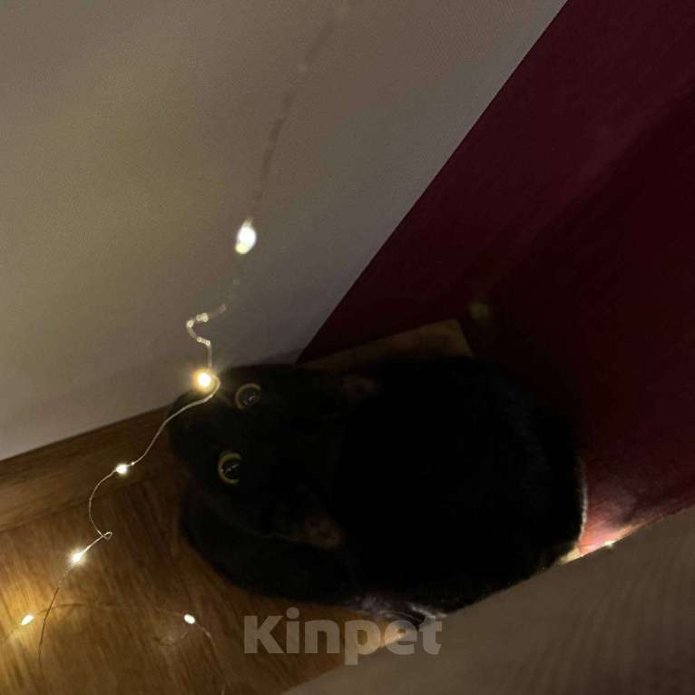 Кошки в Воронеже: отдам котенка в добрые руки Девочка, Бесплатно - фото 1