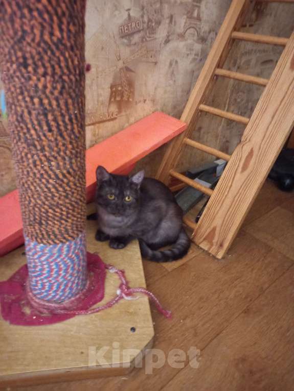 Кошки в Санкт-Петербурге: Бурмиллы, девочки.  Девочка, 5 000 руб. - фото 9