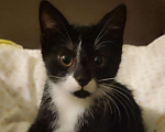 Кошки в Санкт-Петербурге: Котёнок, ручная черно-белая девочка Девочка, Бесплатно - фото 1