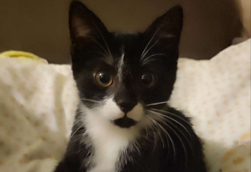 Котёнок, ручная черно-белая девочка