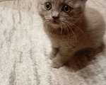 Кошки в Улане-Удэ: Котенок манчкин Девочка, Бесплатно - фото 4