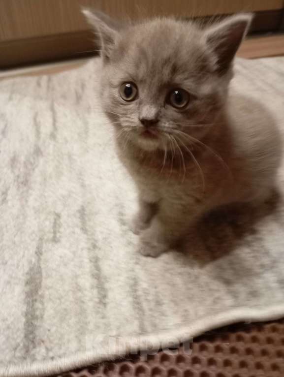 Кошки в Улане-Удэ: Котенок манчкин Девочка, Бесплатно - фото 4