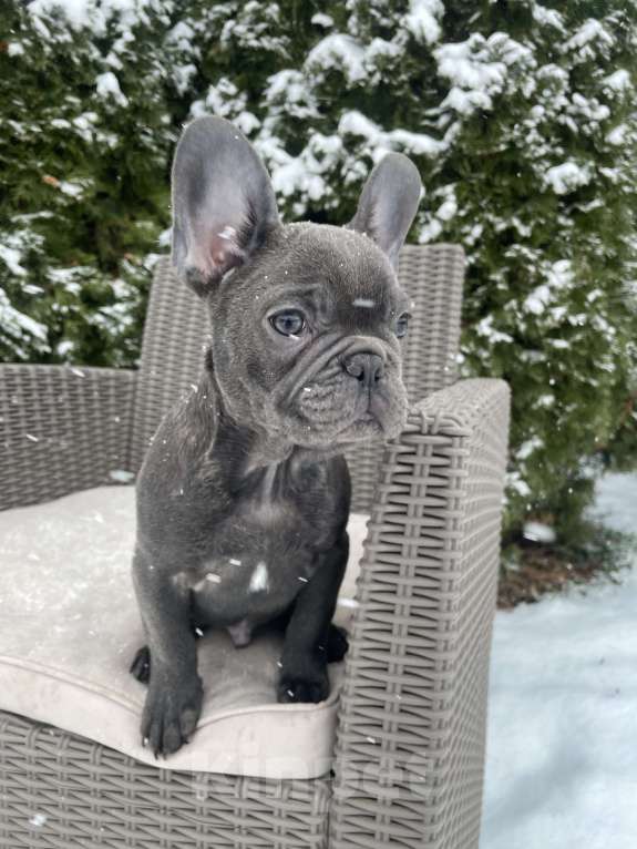 Собаки в других городах Краснодарского края: Французский бульдог в голубом окрасе Мальчик, 35 000 руб. - фото 3