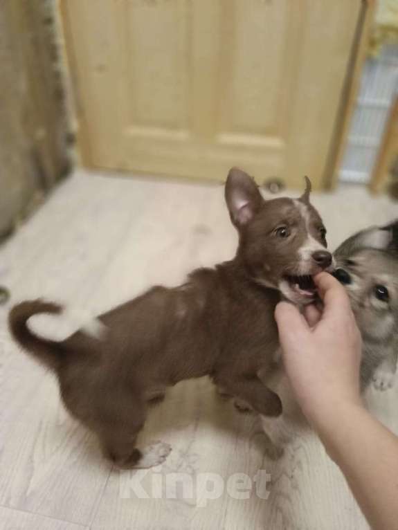 Собаки в Москве: Метис Лайки в добрые руки Девочка, Бесплатно - фото 2