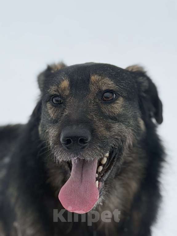 Собаки в других городах Московской области: Собака в добрые руки Мальчик, Бесплатно - фото 2