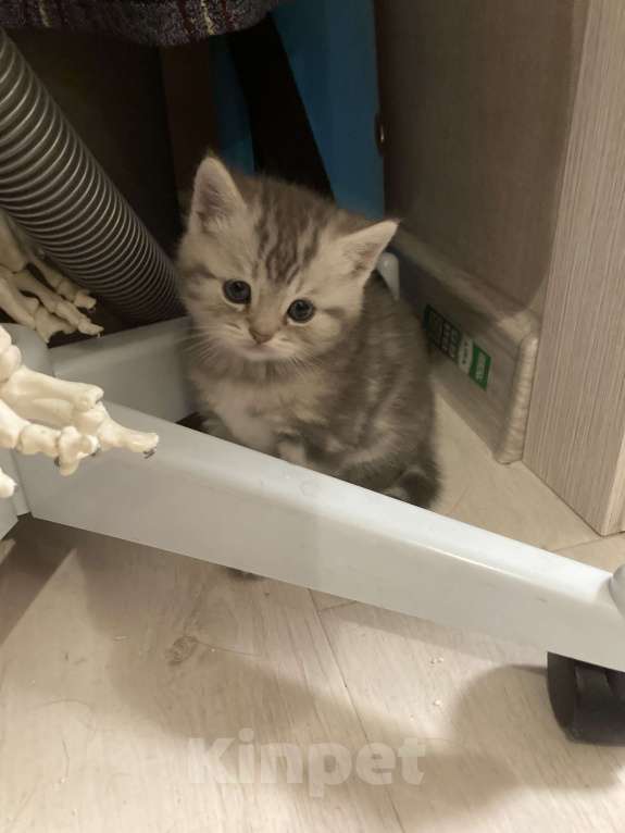 Кошки в Москве: Продадим котят Мальчик, 15 000 руб. - фото 2