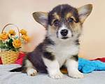 Собаки в Москве: Щенки Вельш Корги Пемброк РКФ Девочка, 50 000 руб. - фото 5