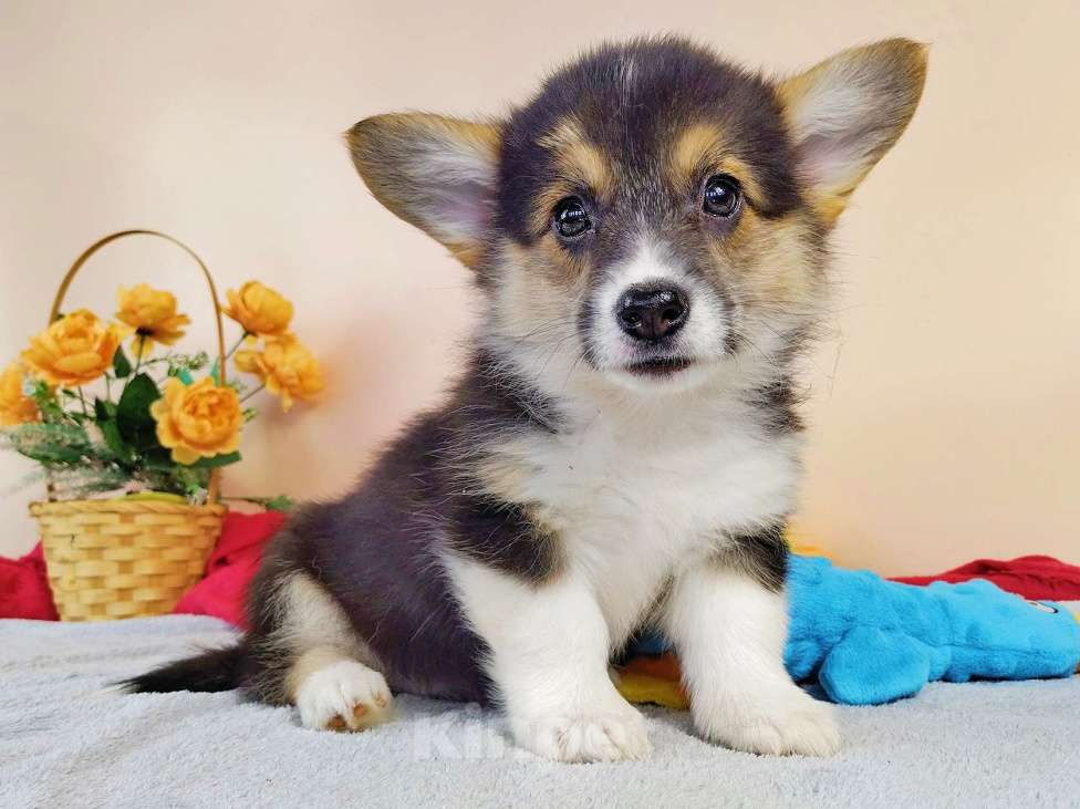 Собаки в Москве: Щенки Вельш Корги Пемброк РКФ Девочка, 50 000 руб. - фото 5