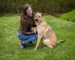 Собаки в Солнечногорске: Арамис - собака друг и компаньон Мальчик, Бесплатно - фото 2