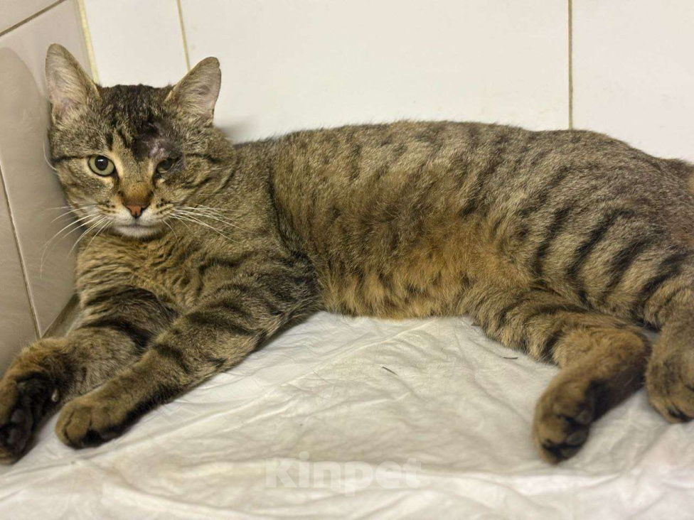 Кошки в Москве: Зеленоглазый Вася ждет свою семью на улице Мальчик, Бесплатно - фото 4