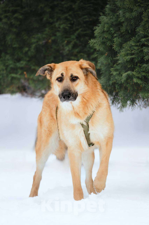 Собаки в Москве: Собака бесплатно Москва Мальчик, Бесплатно - фото 5