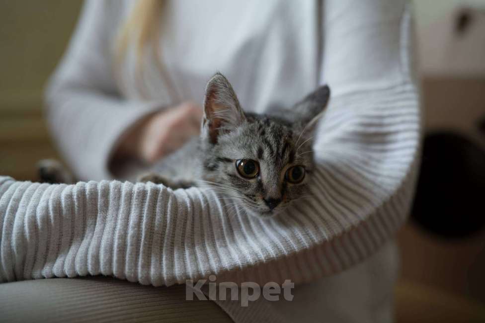 Кошки в Москве: Мелисса в поисках дома Девочка, Бесплатно - фото 7