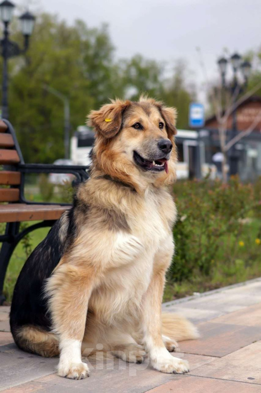 Собаки в Балашихе: Пушистая красотка Паппи в поиске дома Девочка, Бесплатно - фото 10