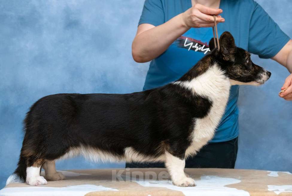 Собаки в Москве: Кардиган подросток Девочка, 25 000 руб. - фото 4