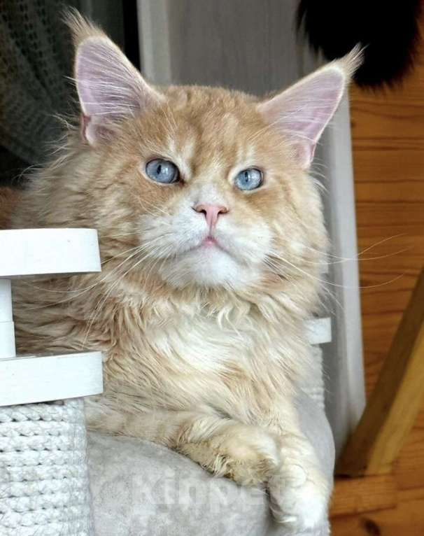 Кошки в Чайковском: Мейн Кун котенок Девочка, Бесплатно - фото 2