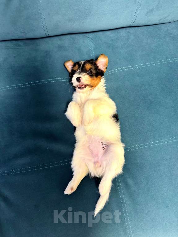 Собаки в Омске: Бивер-йоркширский терьер, щенок девочка Девочка, 60 000 руб. - фото 9