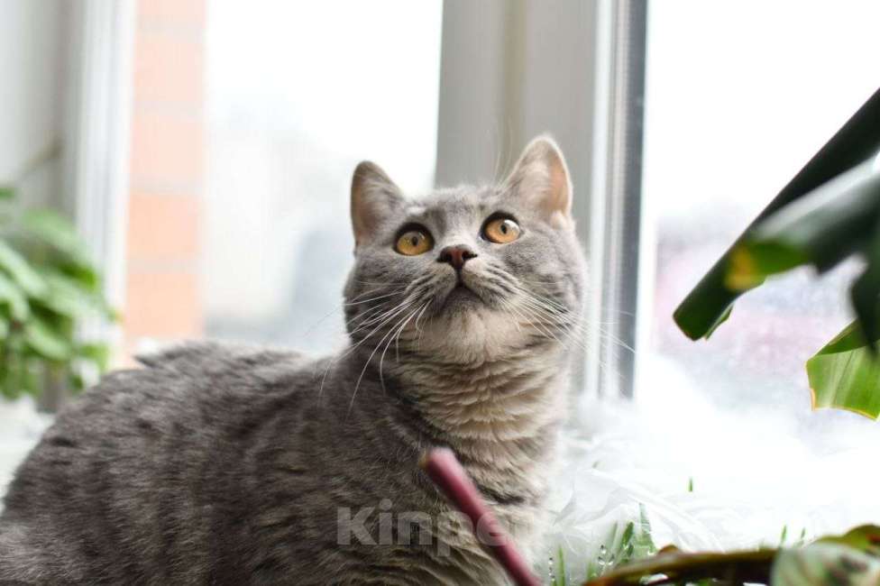 Кошки в Москве: Красавица Карма в добрые руки Девочка, Бесплатно - фото 5