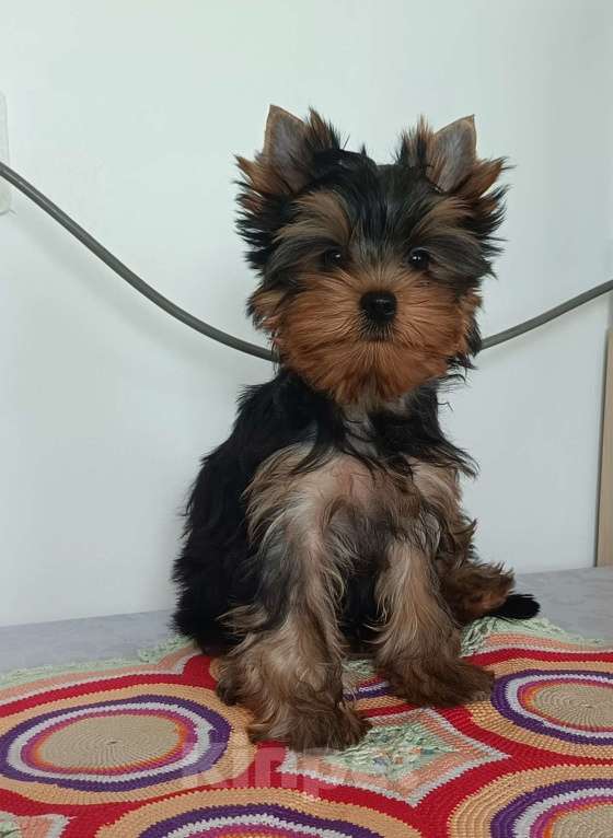 Собаки в других городах Свердловской области: Йоркширский терьер щенок Девочка, 55 000 руб. - фото 2