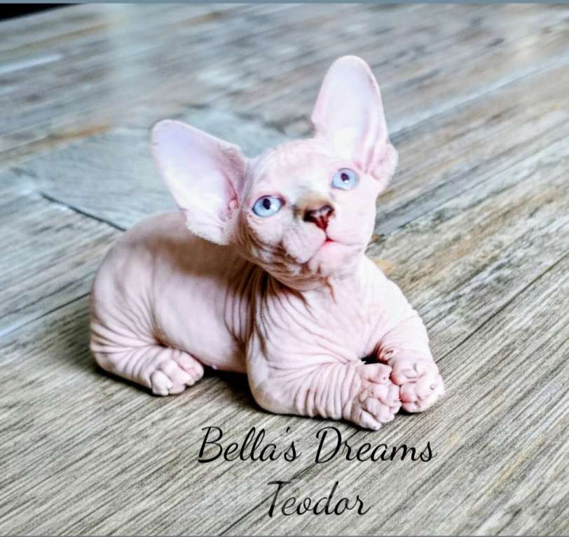 Кошки в других городах Краснодарского края: Двельф Мальчик, 45 000 руб. - фото 1