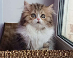 Кошки в Санкт-Петербурге: Очаровательная девочка Хайленд Страйт Девочка, 80 000 руб. - фото 3