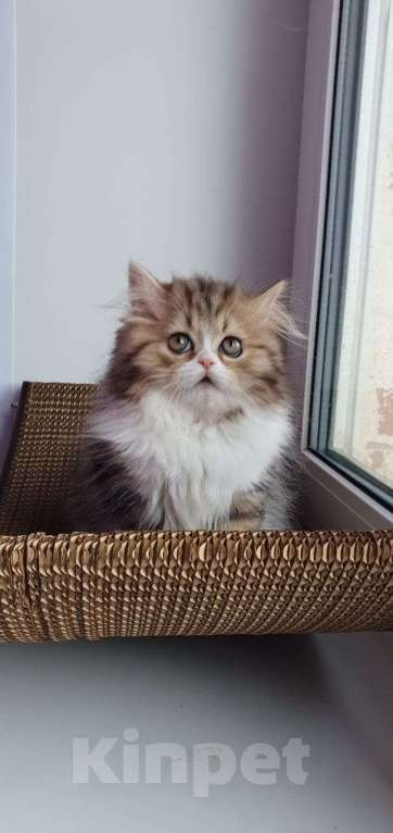 Кошки в Санкт-Петербурге: Очаровательная девочка Хайленд Страйт Девочка, 80 000 руб. - фото 3