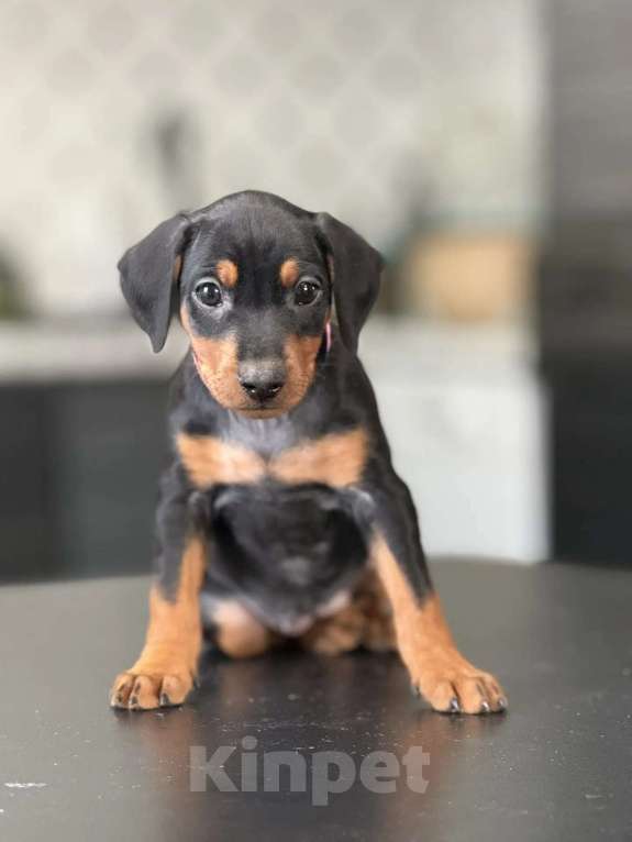 Собаки в других городах Московской области: Продажа щенков немецкого пинчера Мальчик, 64 000 руб. - фото 5