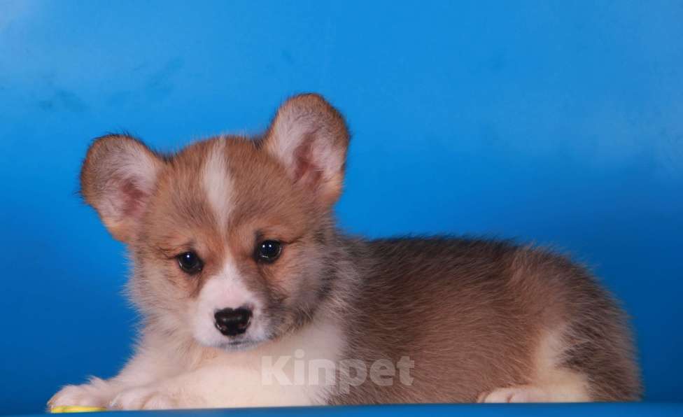 Собаки в Москве: вельш корги пемброк Девочка, 80 000 руб. - фото 8