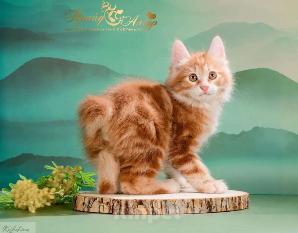 Кошки в Москве: Котик Курильского бобтейла-рыжий самоцвет Мальчик, Бесплатно - фото 2