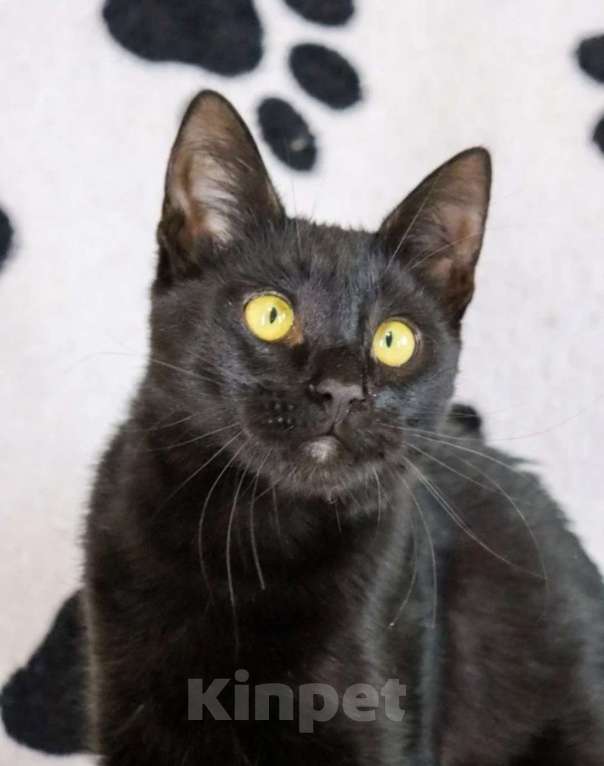 Кошки в Воронеже: Пусик грустит без хозяина Мальчик, 100 руб. - фото 5