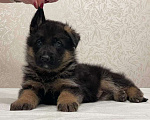 Собаки в Бронницах: Щенки немецкой овчарки  Мальчик, 80 000 руб. - фото 3