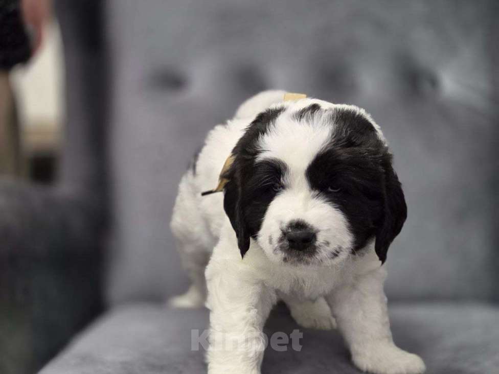 Собаки в других городах Московской области: Ландсир Девочка, 150 000 руб. - фото 2