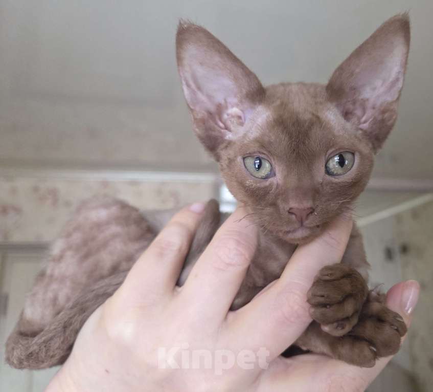 Кошки в Москве: Котенок девон рекс Мальчик, 85 000 руб. - фото 5