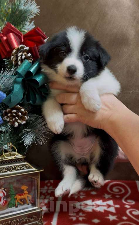 Собаки в других городах Московской области: Бордер колли очаровательная малышка Девочка, 70 000 руб. - фото 6