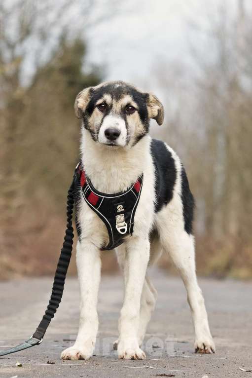 Собаки в Москве: Меня зовут Джерри, и я ищу семью, где буду любим и счастлив Мальчик, 10 руб. - фото 10
