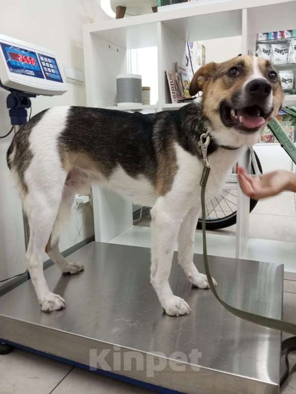 Собаки в Санкт-Петербурге: Отдам собаку бесплатнор Мальчик, Бесплатно - фото 10