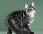 Кошки в Видном: Котята мейн-куны - Чудо с кисточками! Разнополые, 50 000 руб. - фото 10