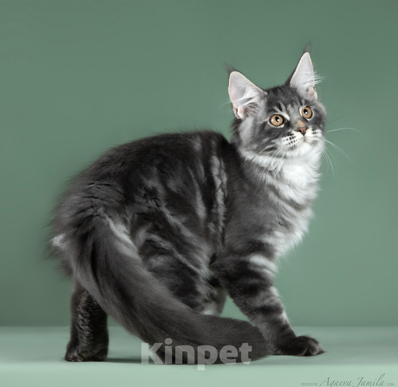 Кошки в Видном: Котята мейн-куны - Чудо с кисточками! Разнополые, 50 000 руб. - фото 10