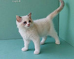 Кошки в Пензе: Котёнок девочка породы Рэгдолл - Beatrice Девочка, 65 000 руб. - фото 8