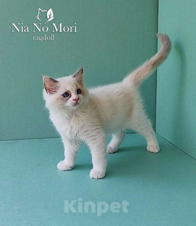 Кошки в Пензе: Котёнок девочка породы Рэгдолл - Beatrice Девочка, 65 000 руб. - фото 8