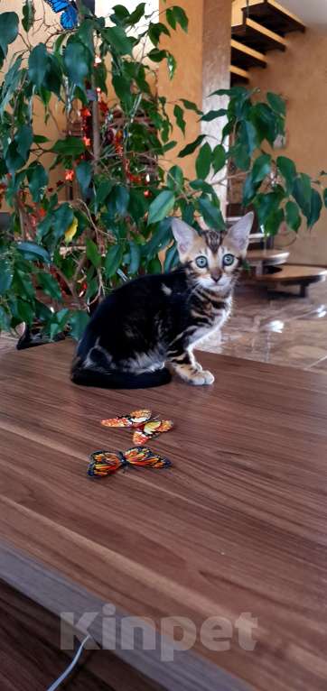 Кошки в Симферополе: Бенгальский мальчик  Мальчик, 25 000 руб. - фото 6