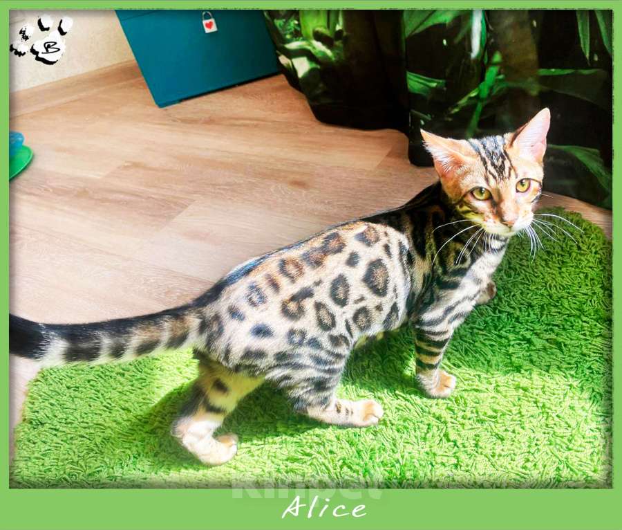 Кошки в Новосибирске: Клубные ласковые бенгальские котята девочки Девочка, 20 000 руб. - фото 9