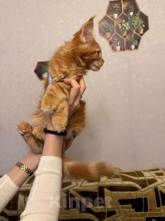 Кошки в Санкт-Петербурге: Котята мейн-кун Мальчик, 49 000 руб. - фото 2