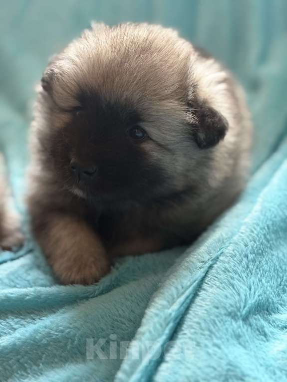 Собаки в Екатеринбурге: КеесхондВольфшпиц Девочка, 50 000 руб. - фото 4