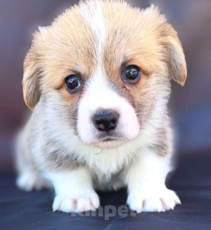 Собаки в Москве: Мальчик вельш корги пемброк Мальчик, 60 000 руб. - фото 4