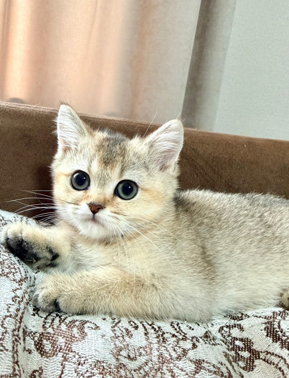 Кошки в Астрахани: Кошечка Девочка, 10 000 руб. - фото 4